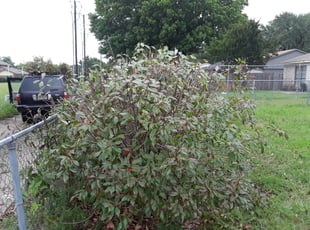 Bush Trimming by Cheyenne Lozano-Camarillo for Stephanie D. in Garland, TX