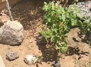 Weeding by Ryan Gault for Cristal B. in Clovis, CA