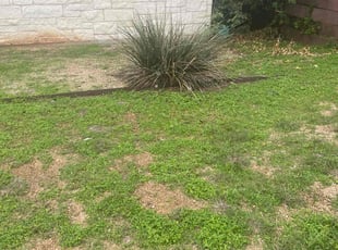 Bush Trimming by Damon Lyons for Heather O. in Austin, TX