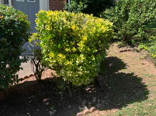 Frank J.'s Bush Trimming service result