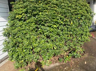 Bush Trimming by James Frazier for Lucas P. in Lynnwood, WA
