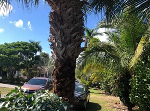 Bush Trimming by Champ Johnson for Susan L. in West Palm Beach, FL