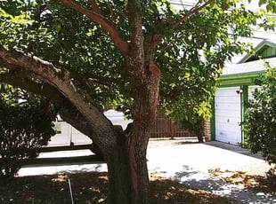 Cleanups by Derek Schoenfeld for Jackie C. in San Antonio, TX