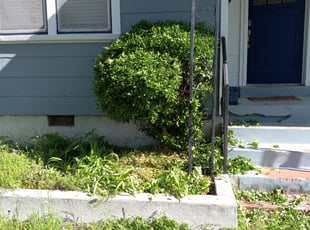 Bush Trimming by Joe Miller for Jennifer P. in Memphis, TN