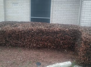 Ania C.'s Bush Trimming service result