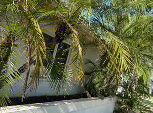 Bush Trimming by Deonte Deas for Linda K. in Deerfield Beach, FL