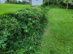Bush Trimming by Edwin Villagran for Maurice C. in Silver Spring, MD