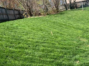 Marshalla T.'s Lawn Mowing service result