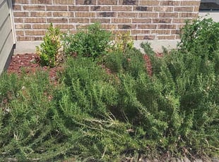 Bush Trimming by Ascencion Arteaga for Rishi P. in Pflugerville, TX