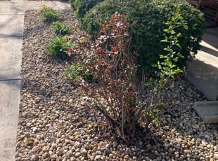 Weeding by Chris Deshon for Lesa R. in Belleville, IL
