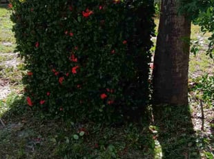 Bush Trimming by Thomas Farley for Traci H. in Bradenton, FL