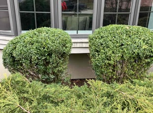 Bush Trimming by Rickey Grigler for Lola g. in Park Ridge, IL