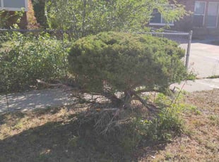 Bush Trimming by Joseph Banes for Mataniu S. in Colorado Springs, CO