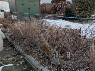 Bush Trimming by ANGELA SHINAUT for Frances S. in Englewood, CO