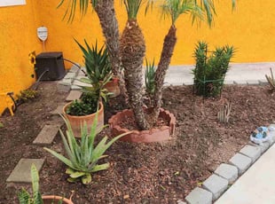 Bush Trimming by Marco Delgadillo for Georgia P. in Lakewood, CA