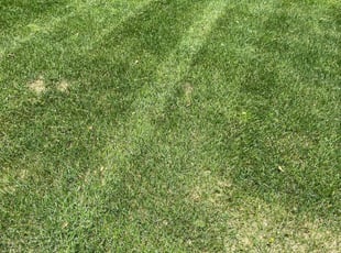Jennifer T.'s Lawn Maintenance service result