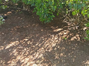 Leaf Removal by James McAfee for Hyelim K. in Redmond, WA