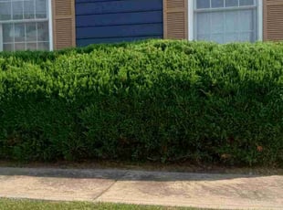 Bush Trimming by Lance Reynolds for Sadaf Z. in Kansas City, MO