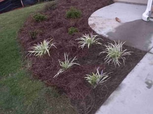 Weeding by Darryl Bailey for Scott F. in McDonough, GA