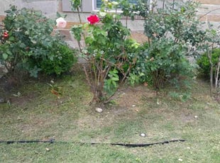 Weeding by Samantha Morris for Caleb M. in San Marcos, TX