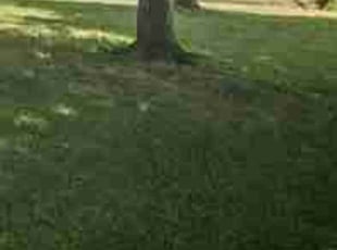 Leaf Removal by John Plamann for Tira P. in Minneapolis, MN