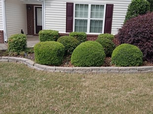 Bush Trimming by Shaniqua Parker for Chanukhya B. in Buford, GA