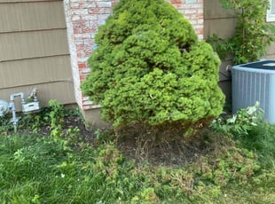 Bush Trimming by Darron Cotton for Jeff I. in Kansas City, MO