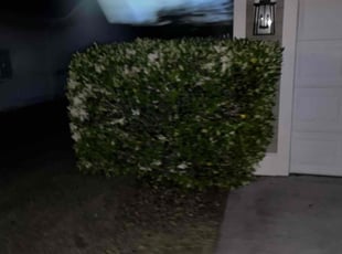 Bush Trimming by Jessica Bryant for Benjamin M. in Pooler, GA