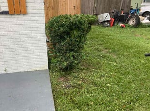 Bush Trimming by Robert Martin for Michael S. in Bartow, FL