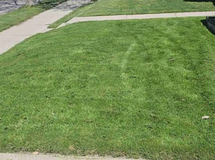 Yvonne P.'s Grass Cutting service result