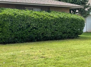 Bush Trimming by Phillip Wilson for Mattison O. in Oklahoma City, OK
