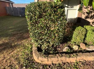 Bush Trimming by Dusean Batey for Cory S. in Moody, AL