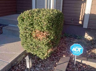 Bush Trimming by Lance Reynolds for Franklin C. in Kansas City, MO