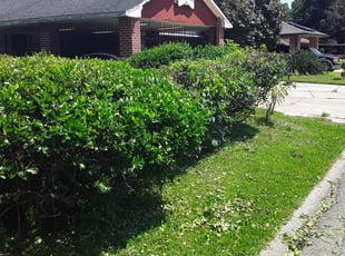 Bush Trimming by Daniel Martinez for Joel V. in Houston, TX