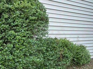Bush Trimming by Antwain Turner for Allen J. in Summerville, SC