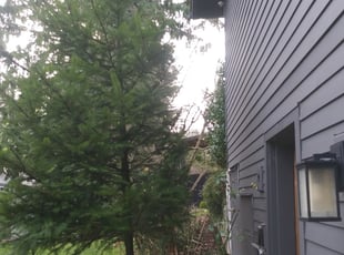 Bush Trimming by Coben Varland for Sanaz M. in Kenmore, WA