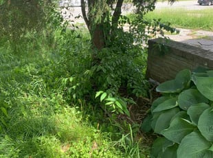 Bush Trimming by Justin Hamon for Linda A. in Kansas City, MO