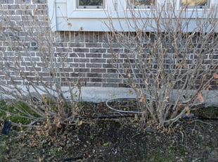 Bush Trimming by Scott Oyster for JENNIESE C. in Mansfield, TX