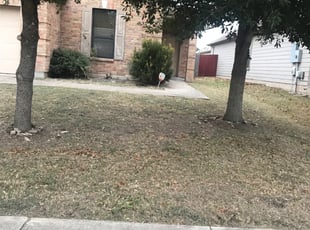 Bush Trimming by John Araujo for Shana H. in Austin, TX