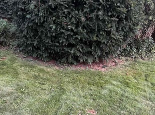 Bush Trimming by Kenneth Walker for Darcey B. in Cuyahoga Falls, OH