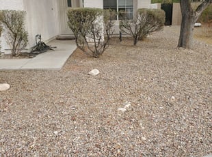 Weeding by Lamont Johnson for Comfort O. in Henderson, NV