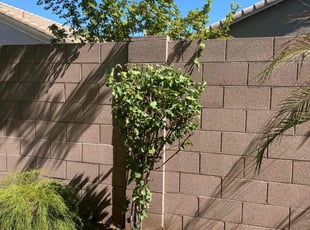 Bush Trimming by Brian Gibson for Ana H. in Peoria, AZ