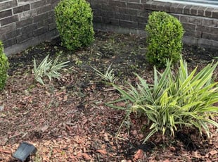 Bush Trimming by Roberto Pena for Shane R. in Humble, TX