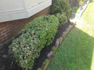 Bush Trimming by Bartolo Alvarez for Amar W. in Laurel, MD