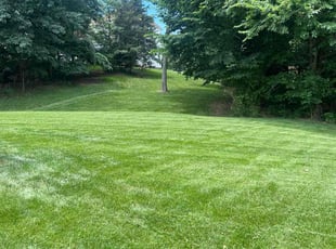 Elizabeth P.'s Grass Cutting service result