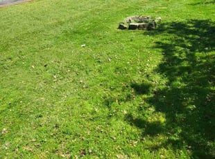 Darlene J.'s Yard Cutting service result