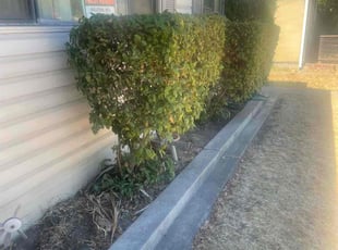 Bush Trimming by Juan Martinez for Richard C. in Stockton, CA