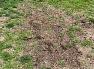 Aeration by Abraham Iraheta for Parminder D. in Plainview, NY