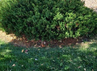 Bush Trimming by Trent Young for Maurice H. in Denver, CO