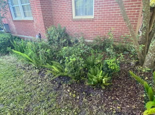 Bush Trimming by Bradly Reil for Gabby C. in Jacksonville, FL